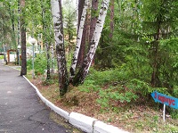 фото еловое